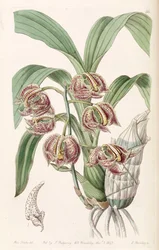 Mormodes Aromatica